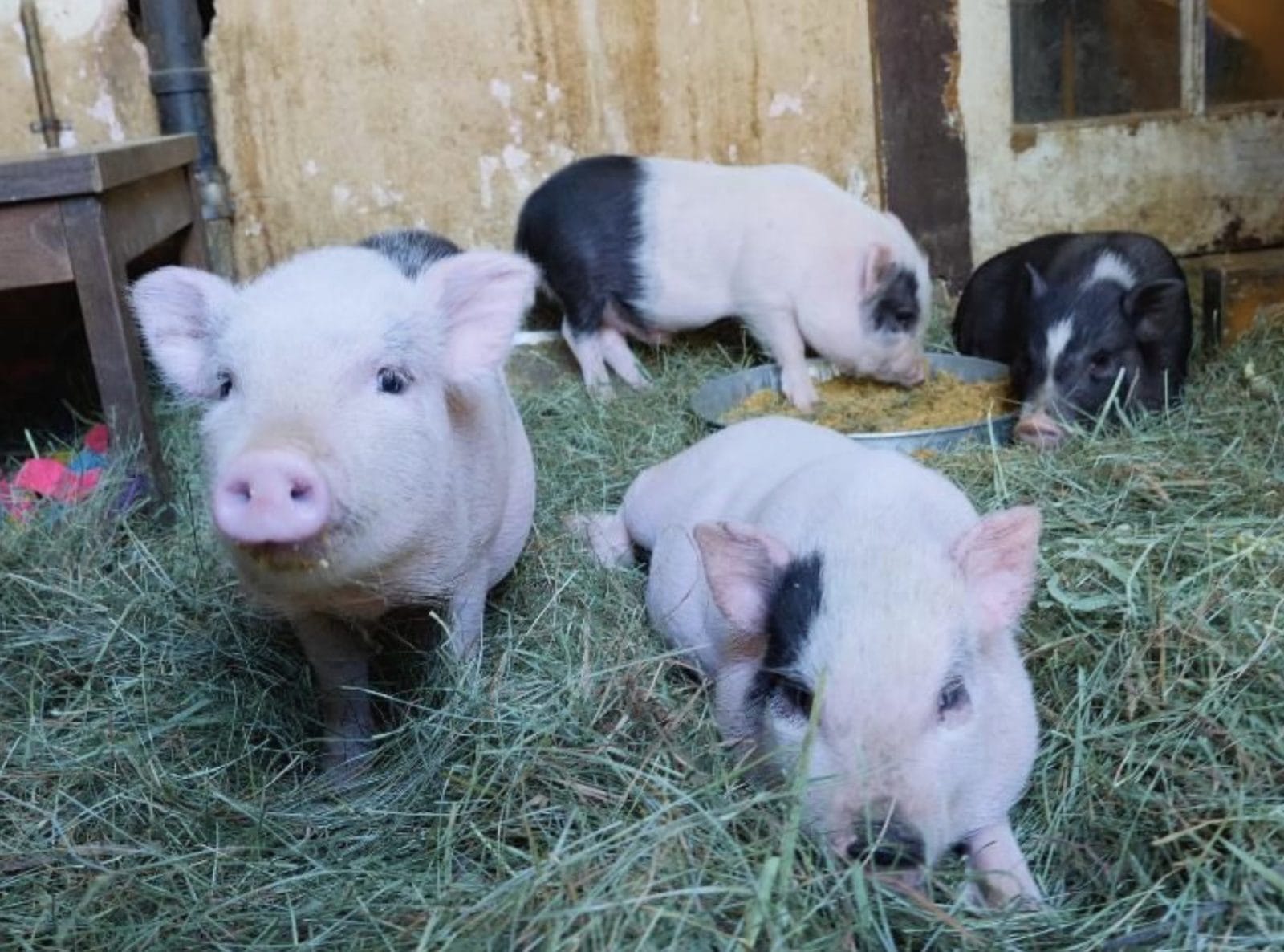 Three baby piglets laying and standing in hay