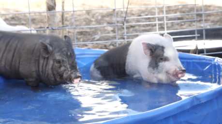 Piglets get cool in the pool