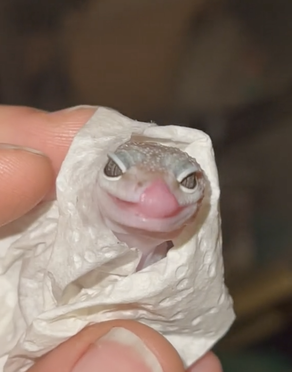 Someone holding a baby gecko wrapped in a paper towel
