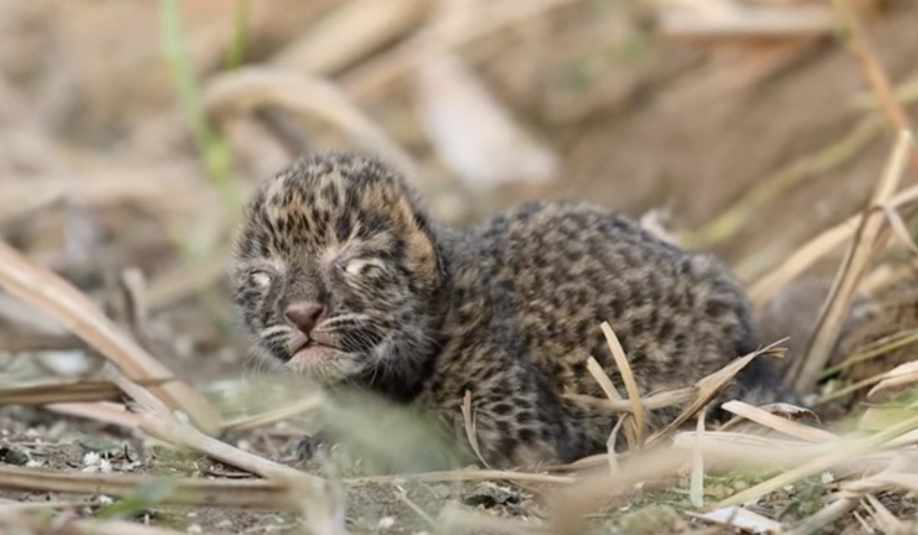Leopard cub with eyes closed