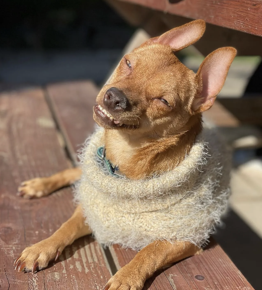 Tiny dog in sweater squinting and turning their head to the side