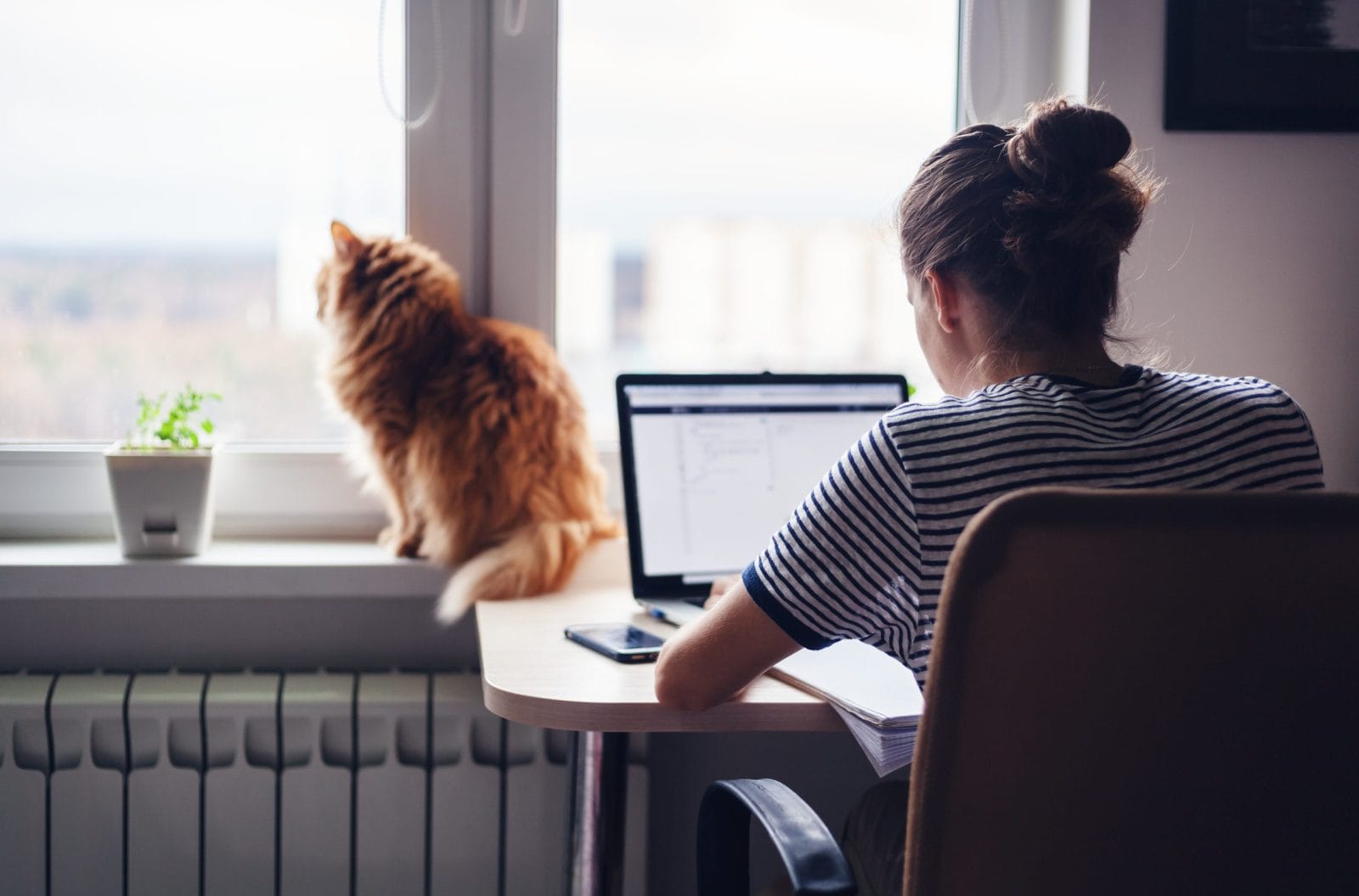 Woman working from home with cat on window