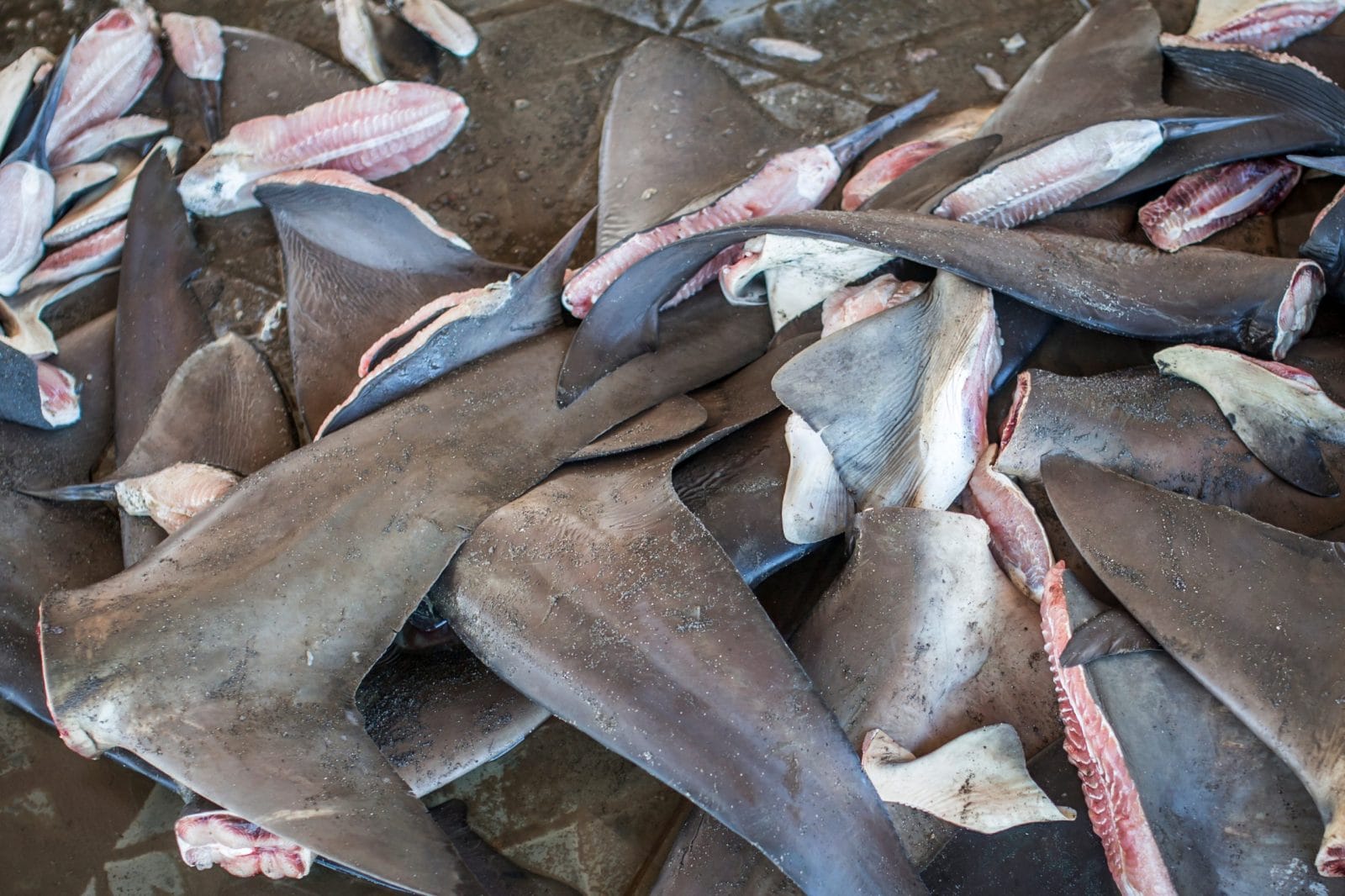 Pile of shark fins