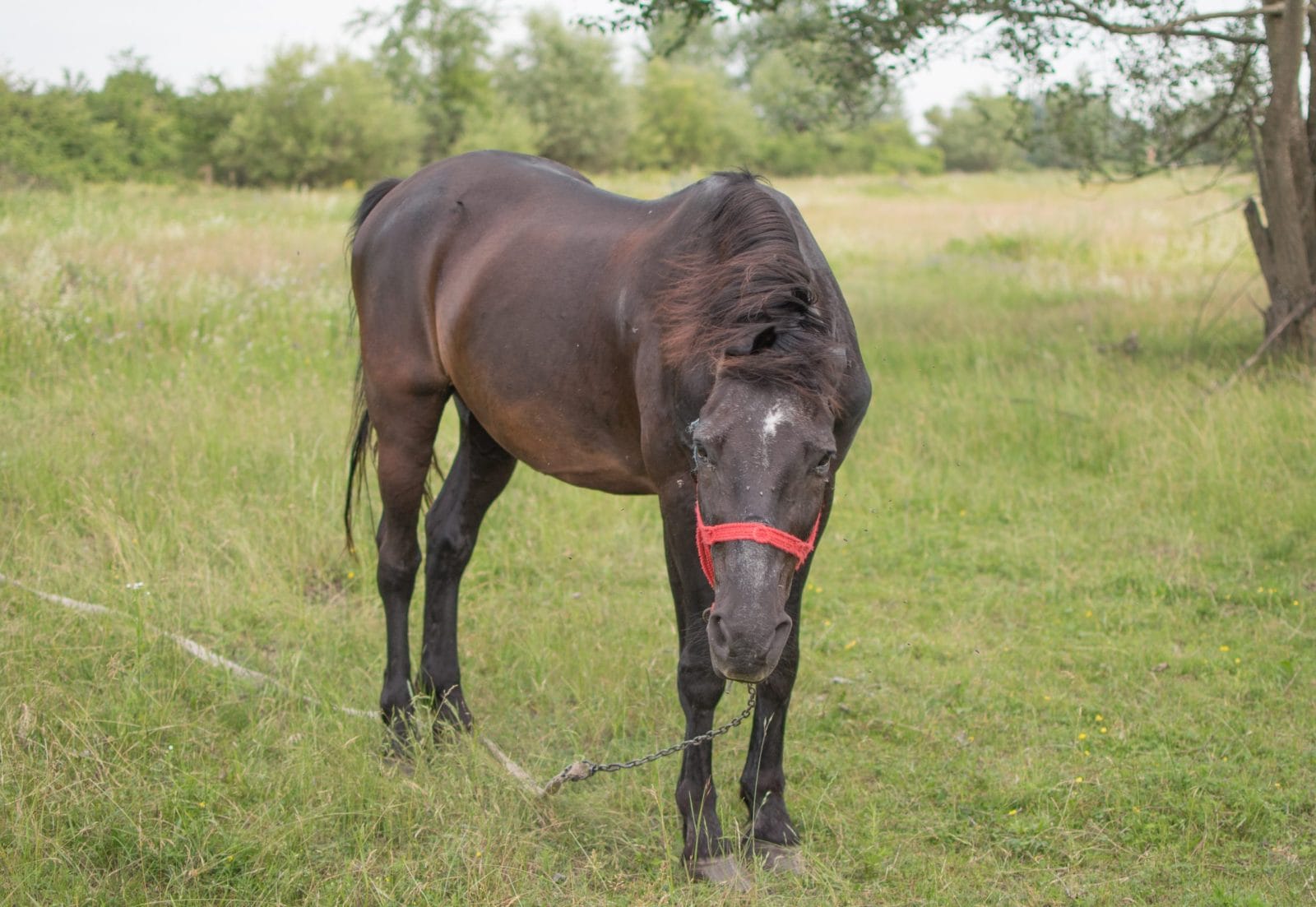 Neglected horse in grass