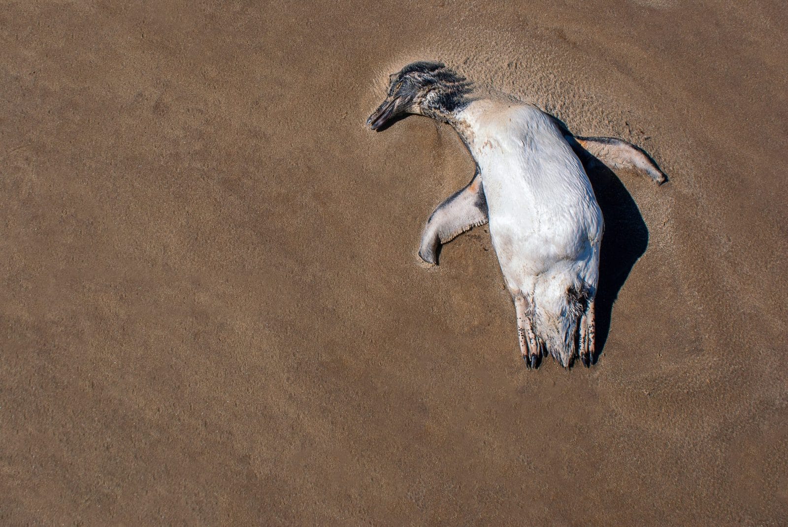 Dead penguin washed on shore
