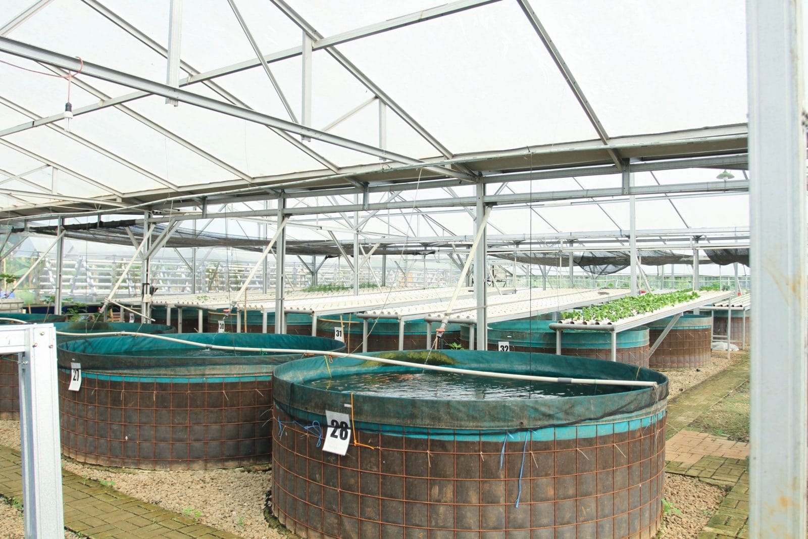 Large tanks with fish at a laboratory