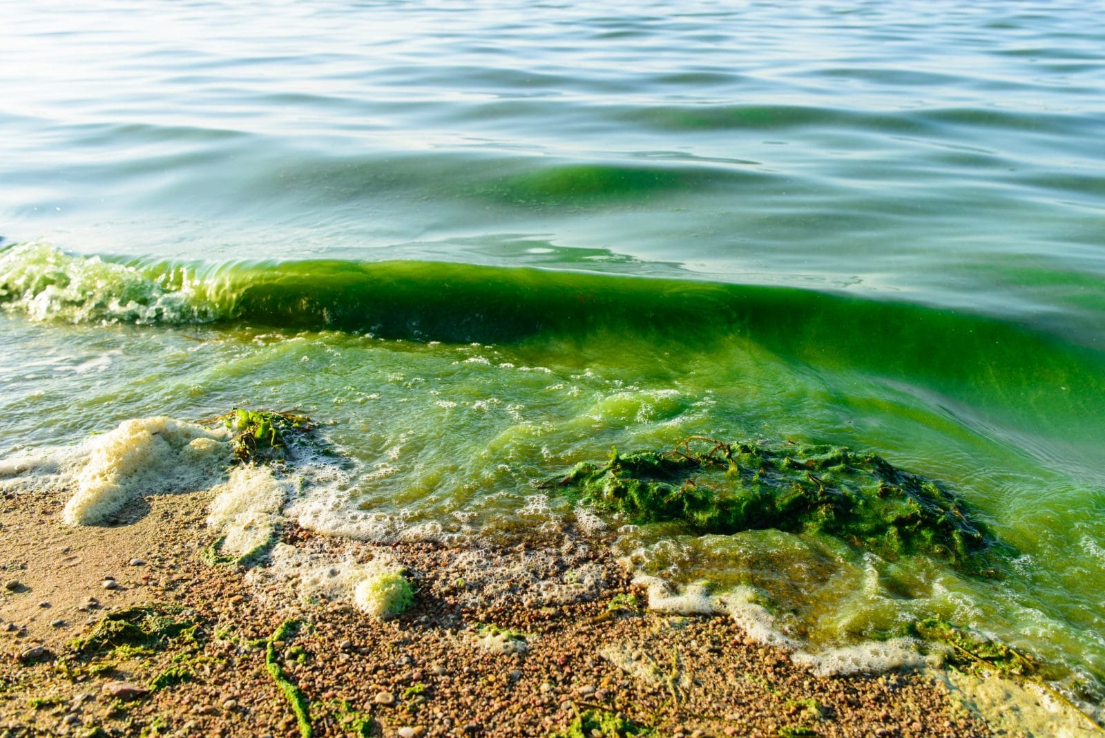 Green algae bloom washing on shore