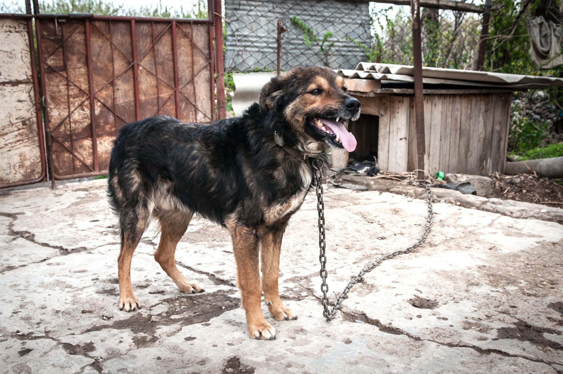 Dog tethered to a chain