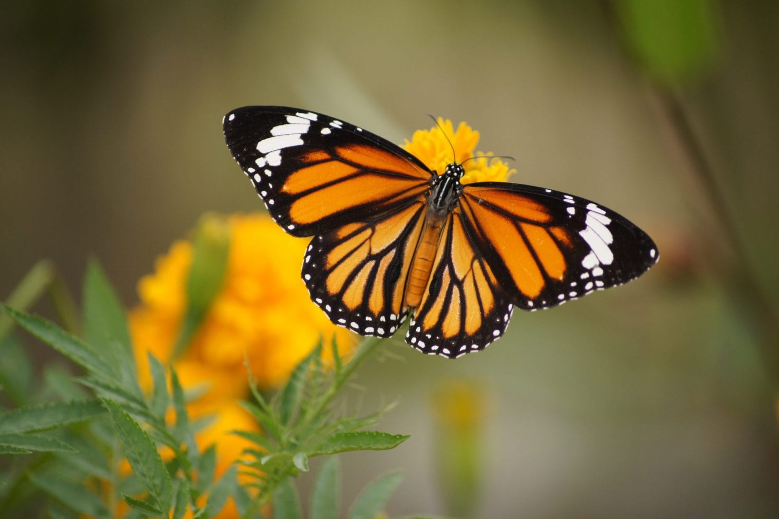 Monarch butterfly perched on a branch