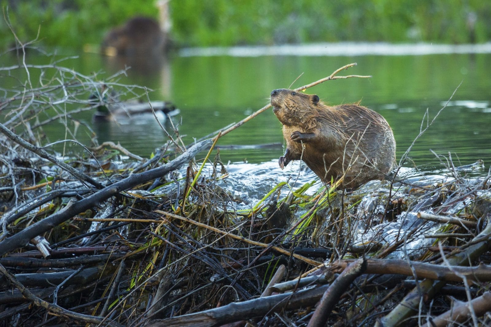 Beaver standing on a dam