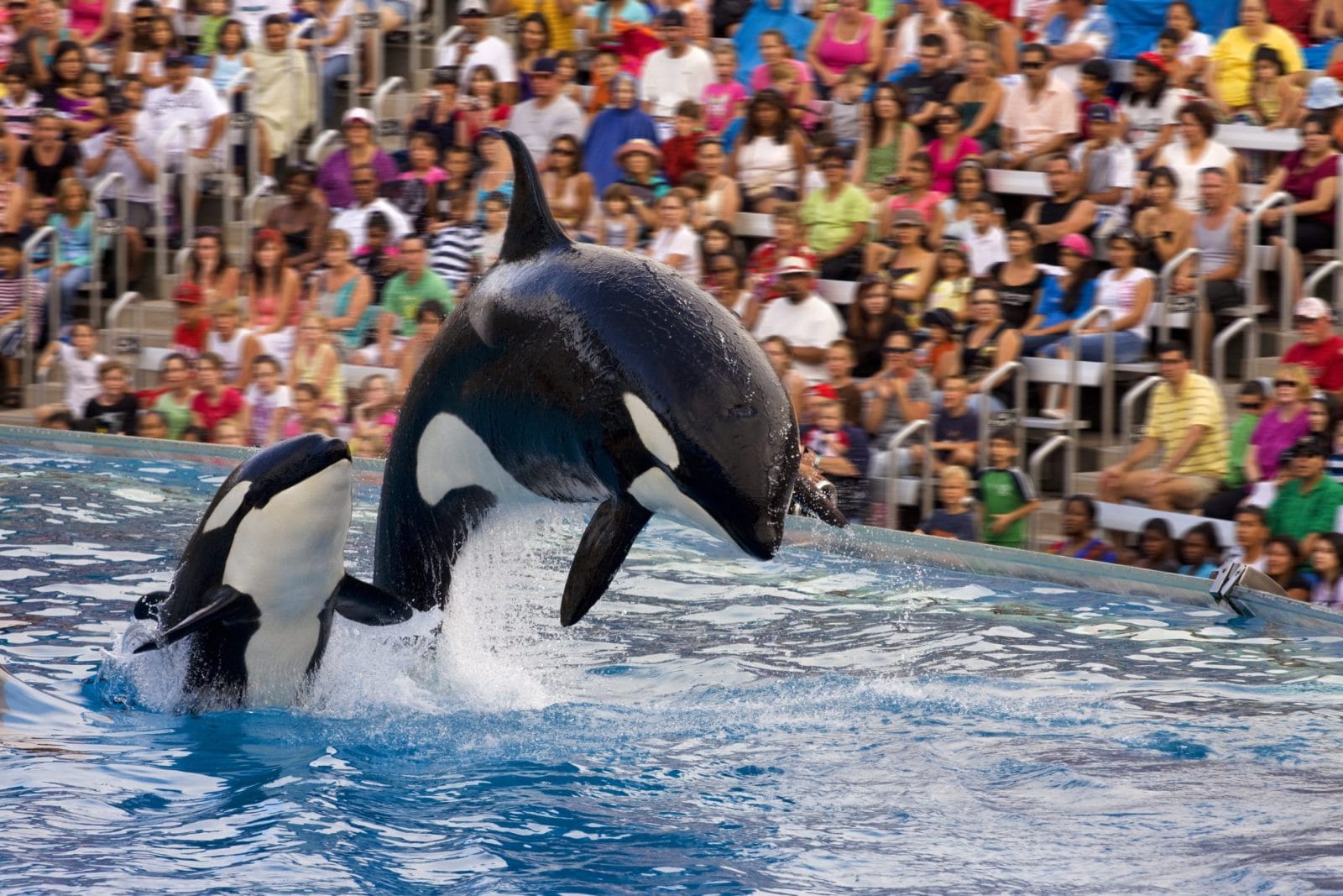 Two orcas swimming together at SeaWorld