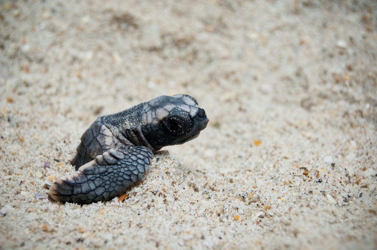 Sea turtle hatchling crawling out of sand