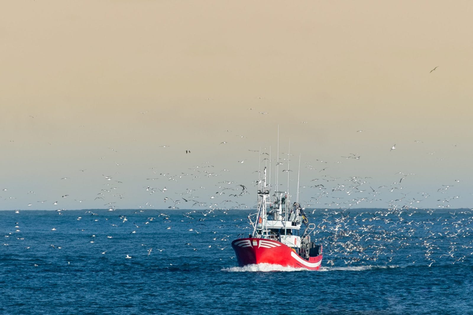 Vessel Catches 900,000 Fish, Kills Them, and Dumps Them Back into the Gulf of Mexico