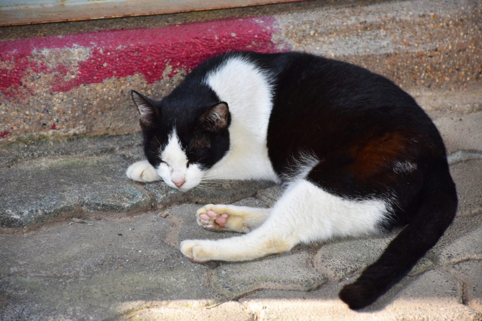 Little black and white cat sleeping on the pavement