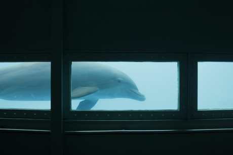 Dolphin in a dark tank captivity