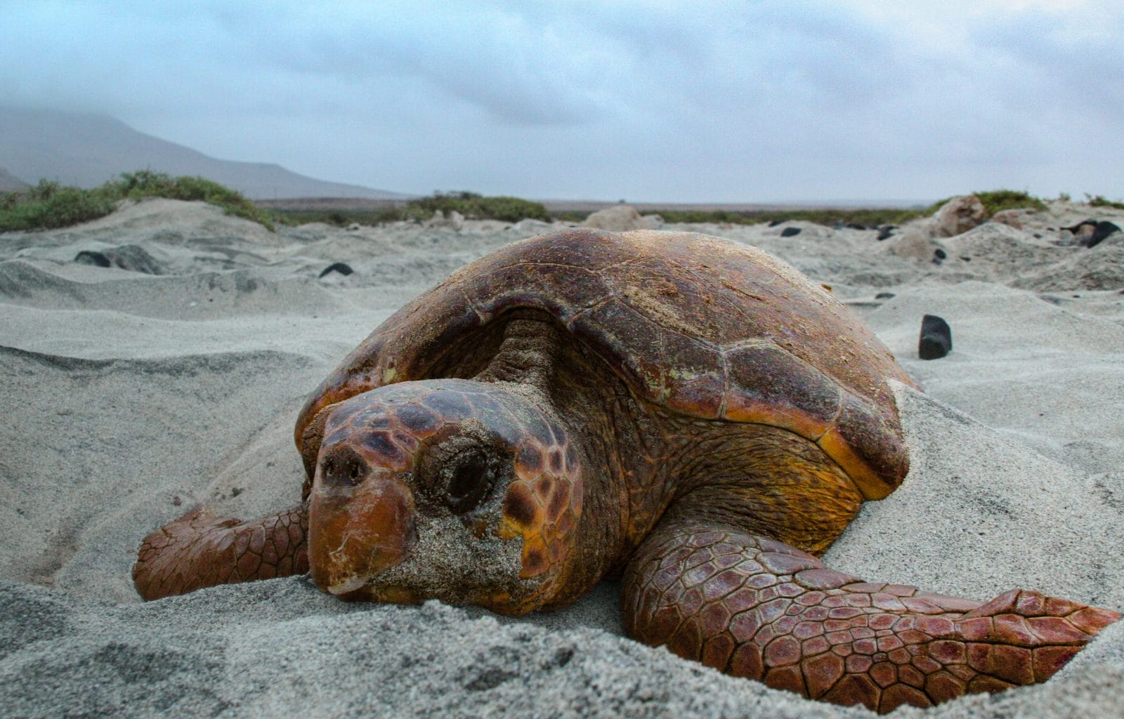 Loggerhead sea turtle nesting on beach