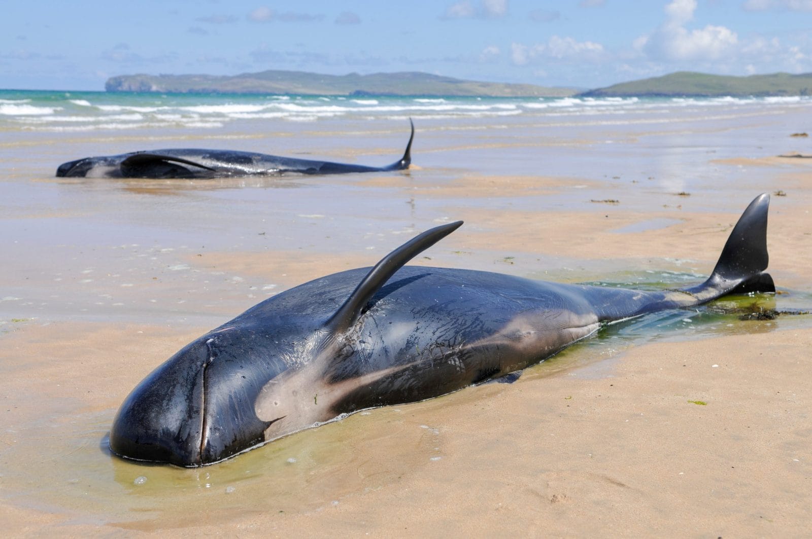 Pod of pilot whales stranded on a beach