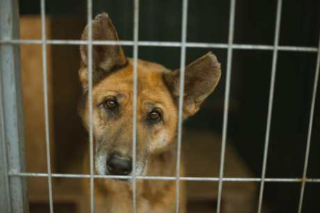 Sad dog in a cage at a dog shelter