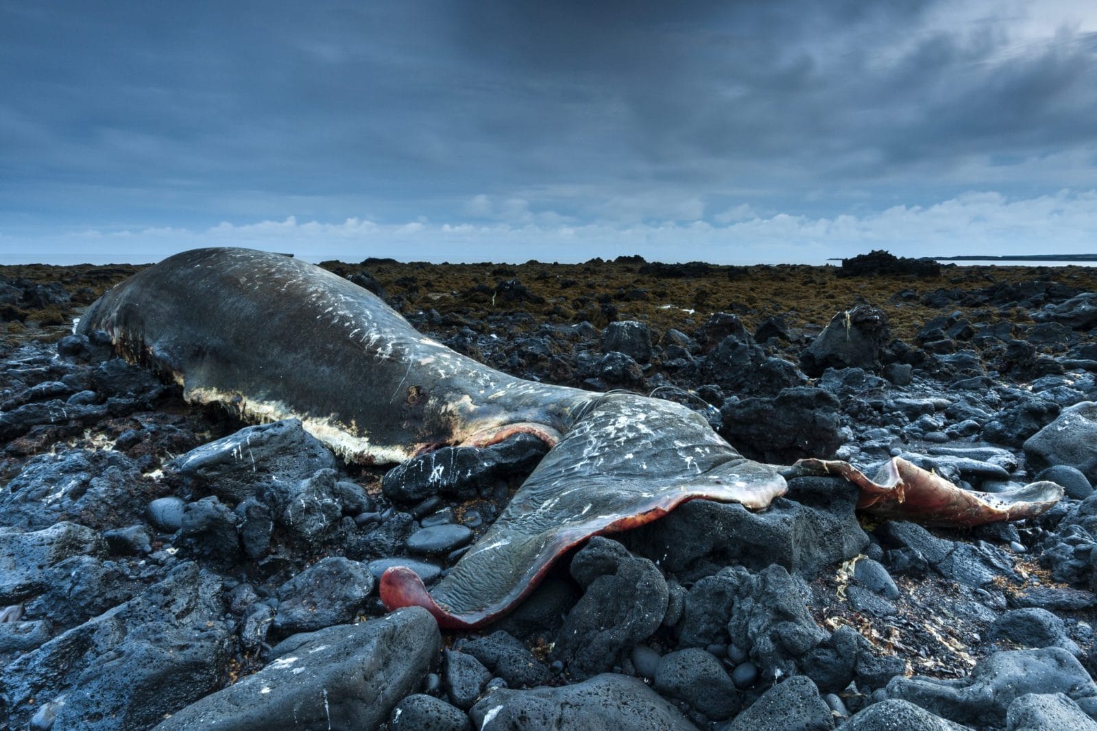 The body of a dead sperm whale
