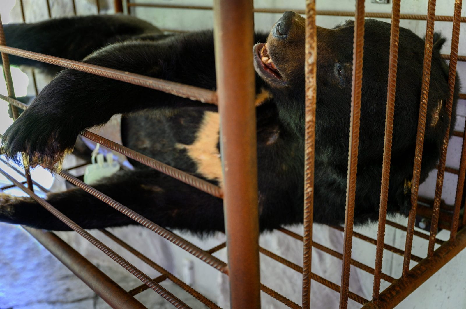 Black bear in a cage at a bile farm