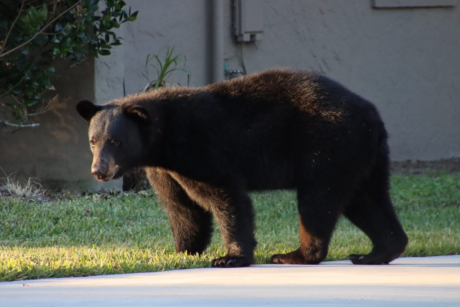 Black bear walking through suburban neighborhood