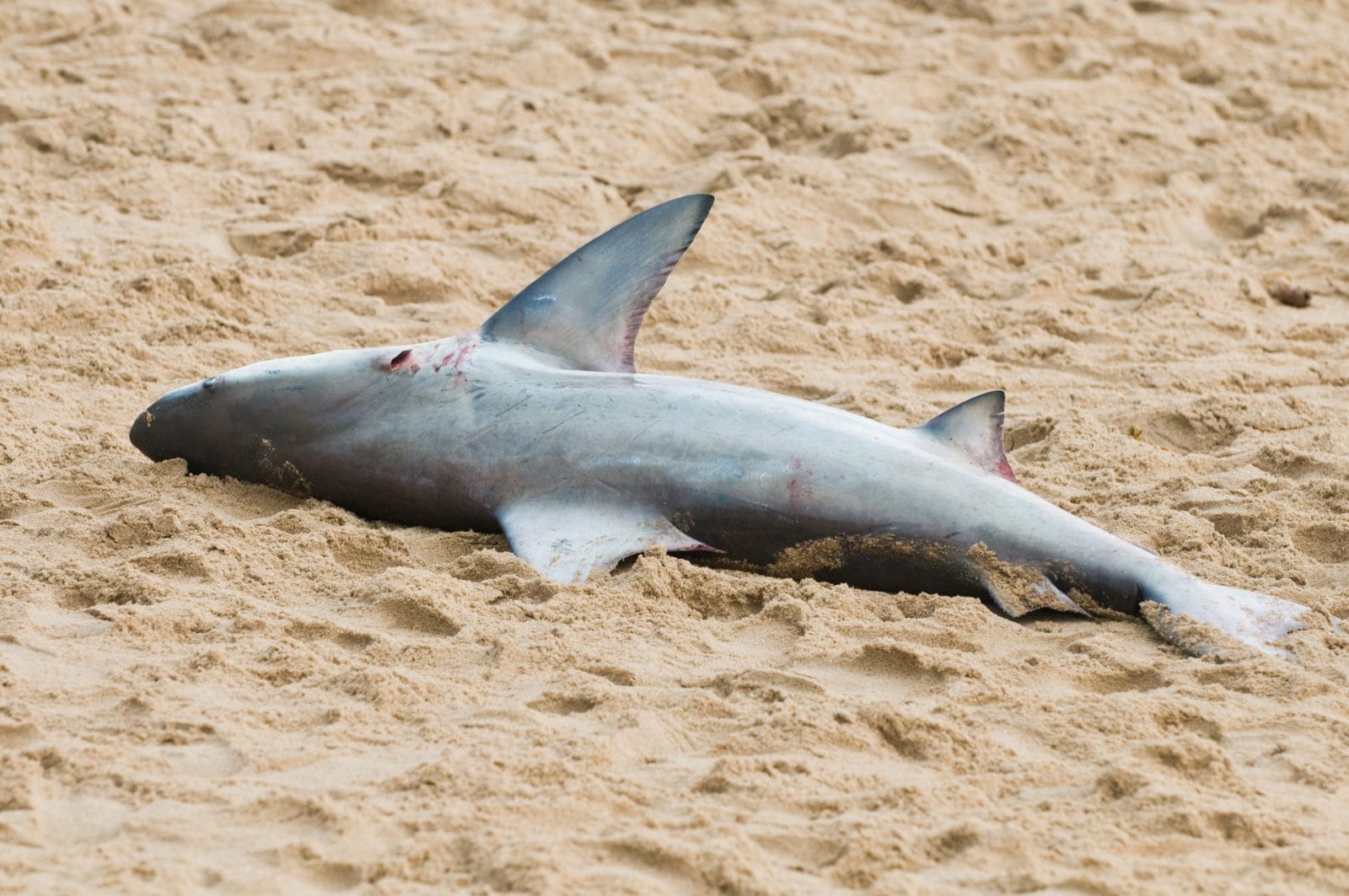 Shark lying dead on the sand