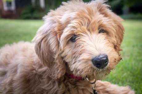 Golden doodle puppy looking at camera