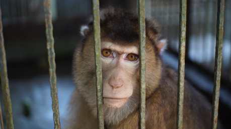 monkey in a cage for experiment