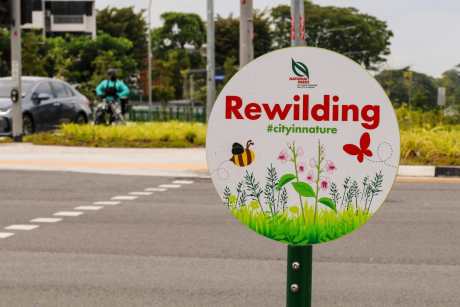 Sign that says rewilding in cities