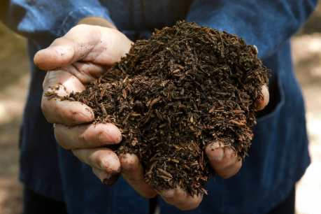 Someone holding soil in hands