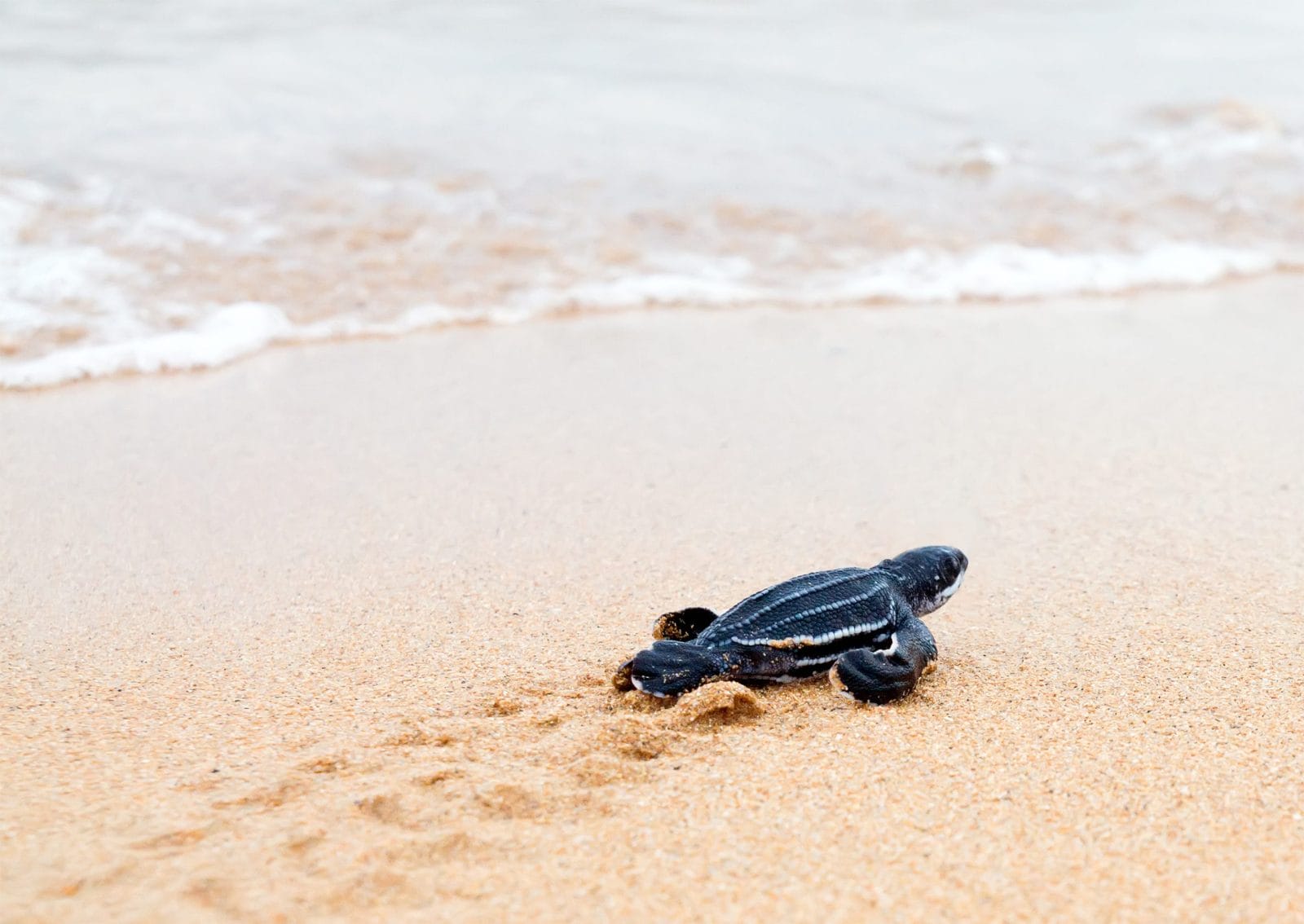 Newly hatched baby leatherback turtle