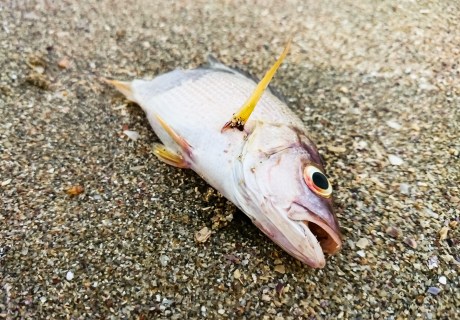 Dead fish washed ashore