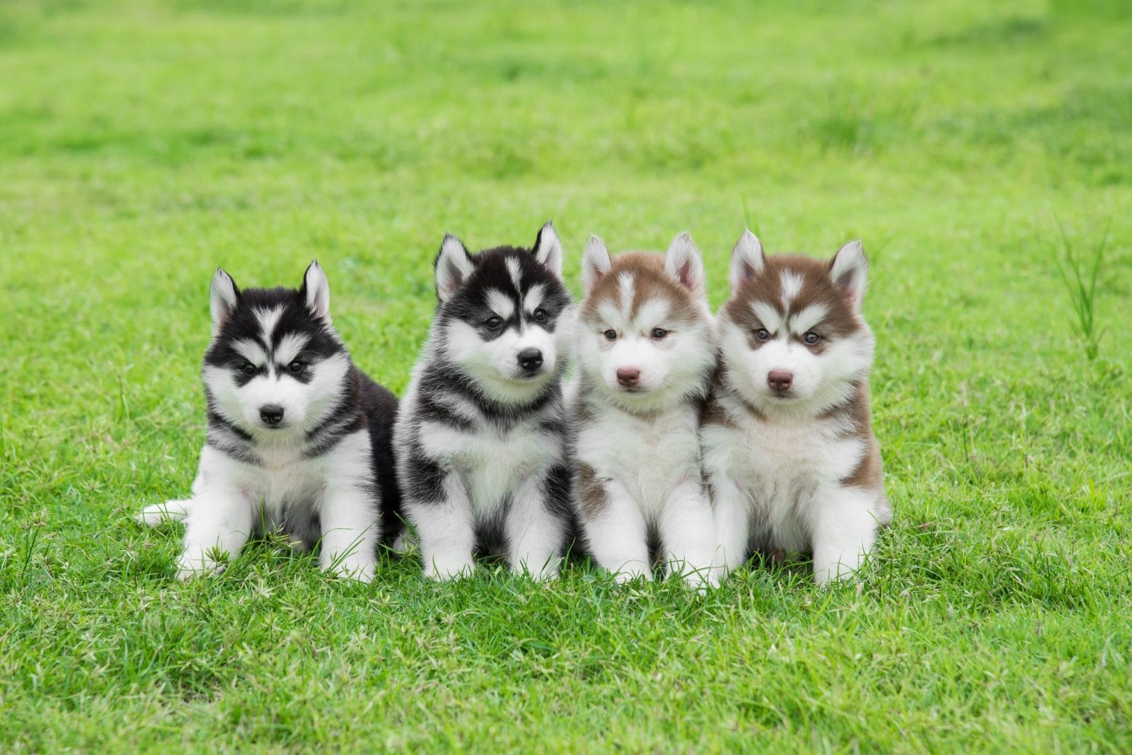 Rescuers Go Save Three Adult Huskies and Find Eight Abandoned Puppies Too!