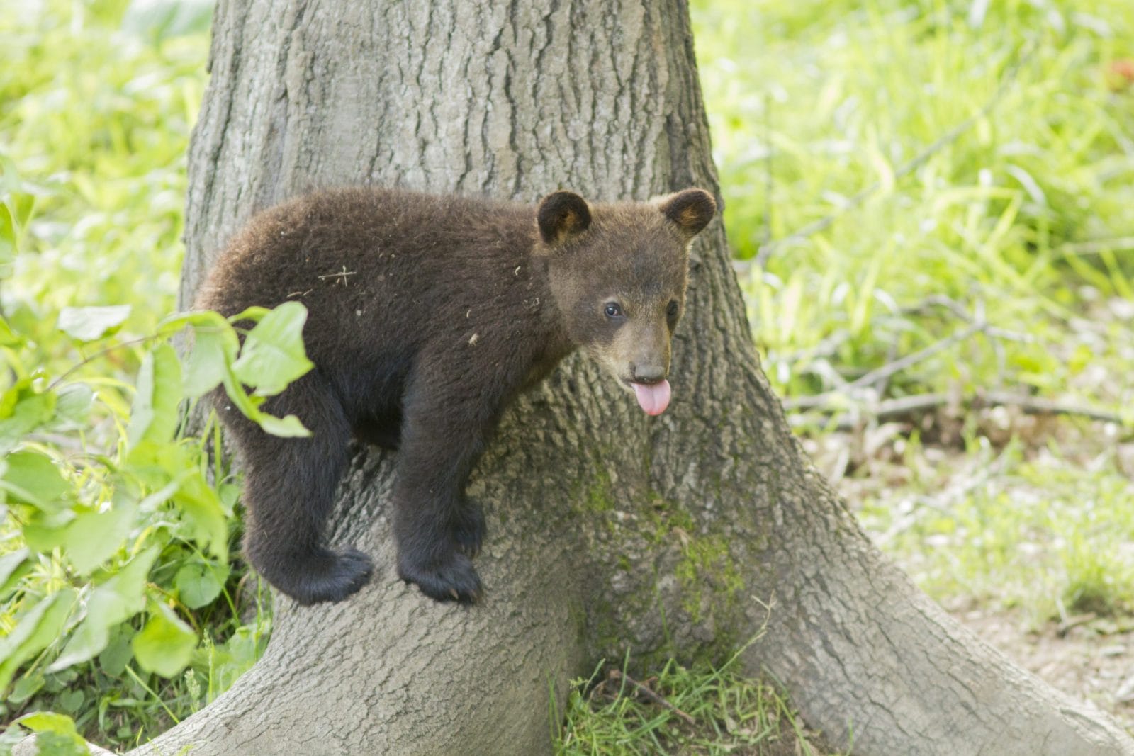 Black bear cub on a tree