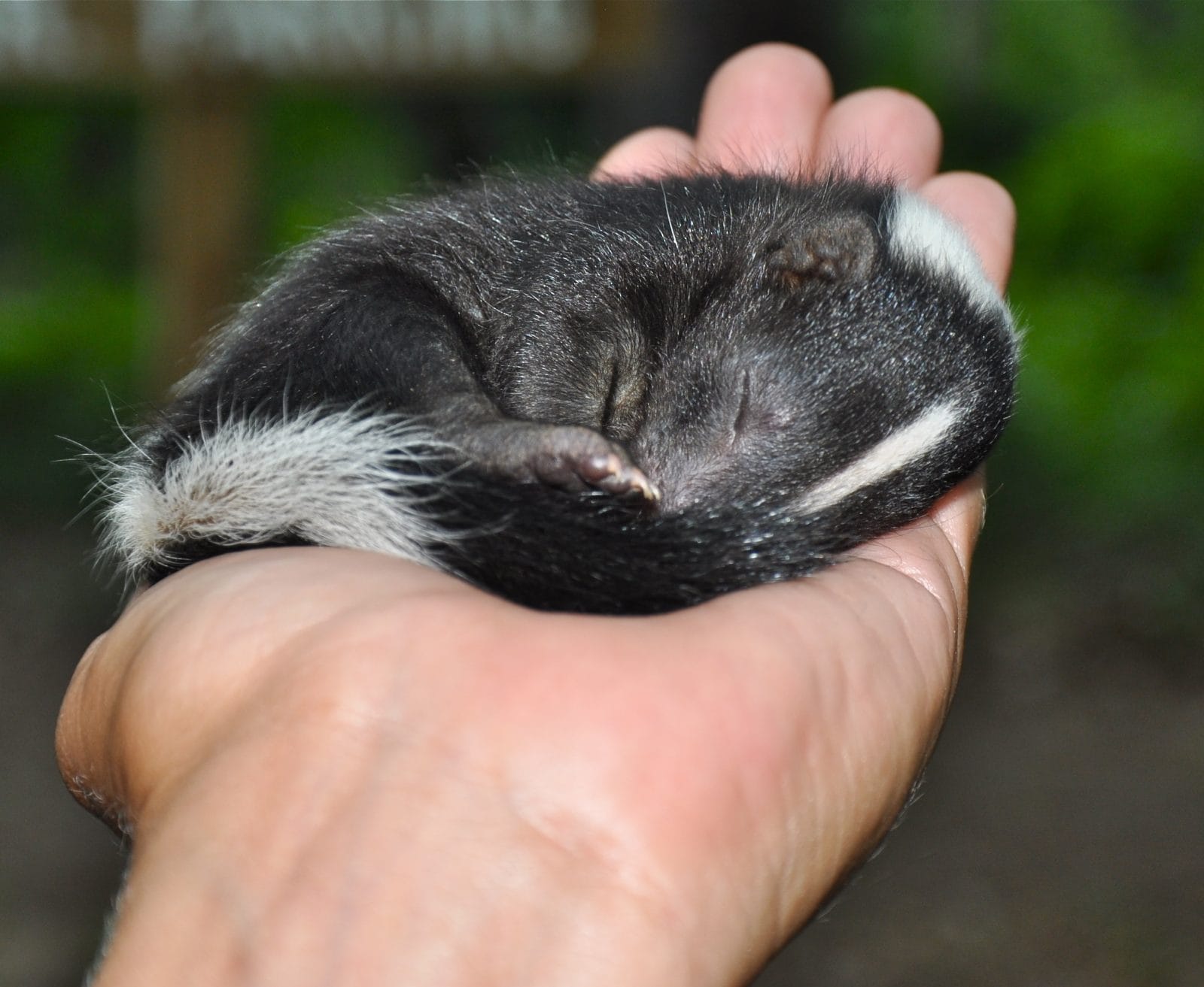 tiny baby skunk in the palm of a hand