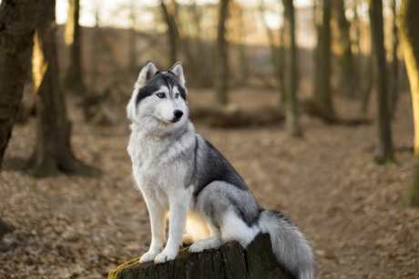 siberian husky in the forest