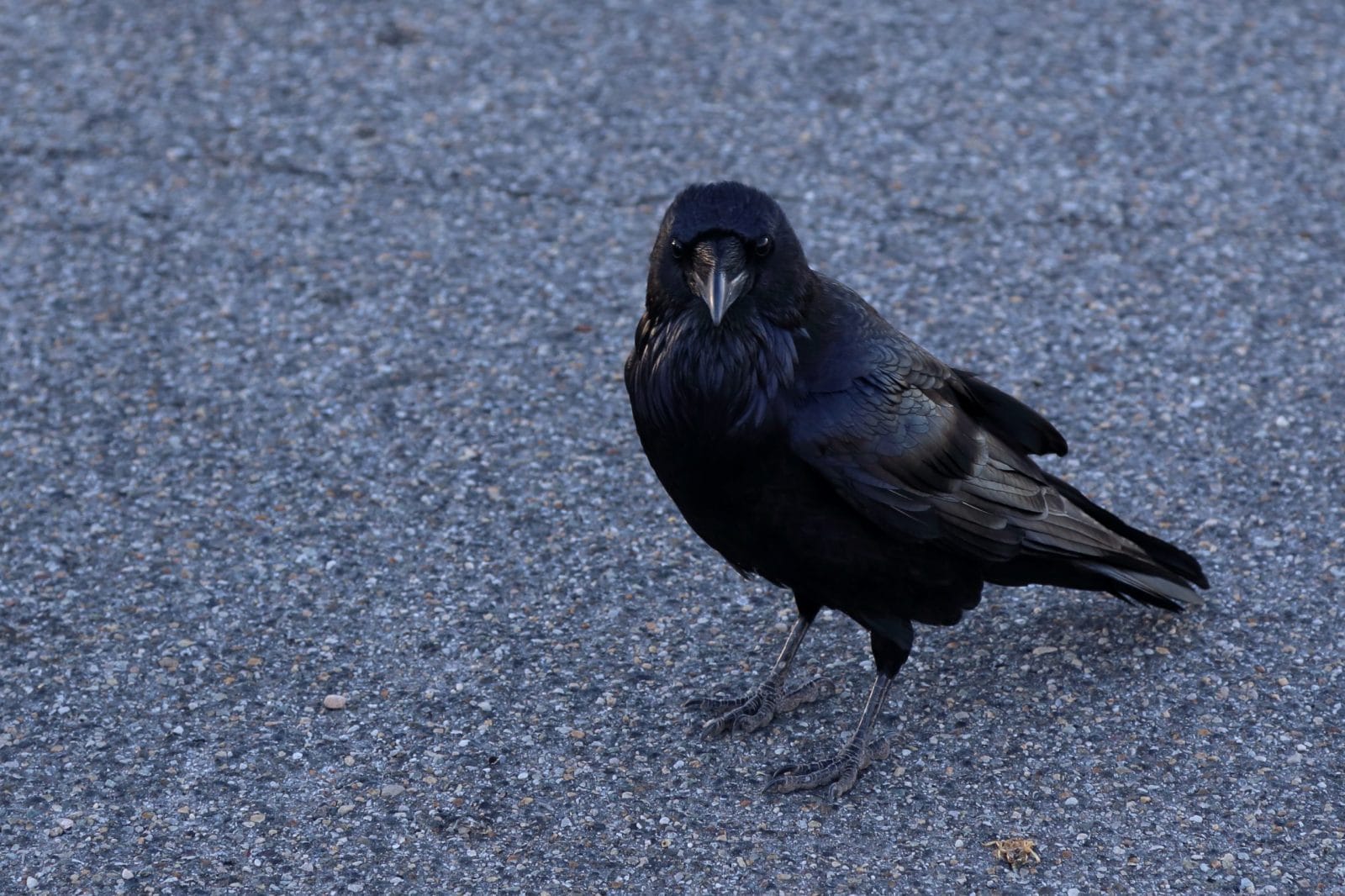 American crow standing on the street