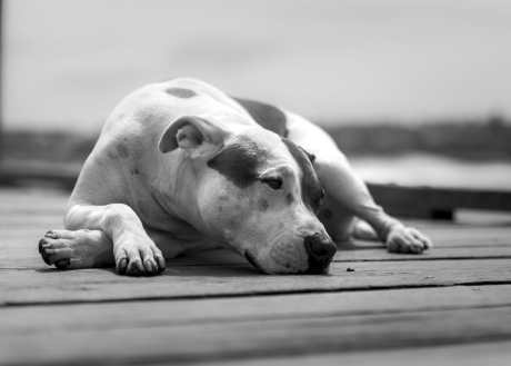 Pitbull dog sitting on the ground