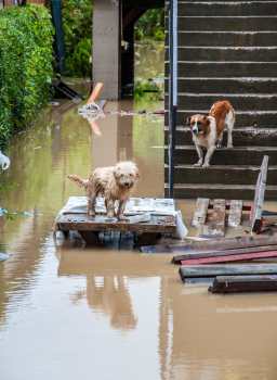 Animals stuck after a hurricane