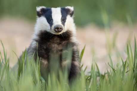 badger in the wild behind grass