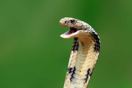 cobra snake on a green background