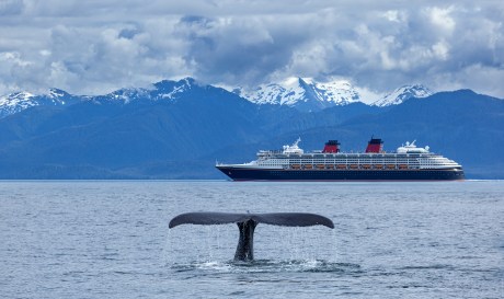 Whale's tail poking through the surface of water with a cruise ship in the background
