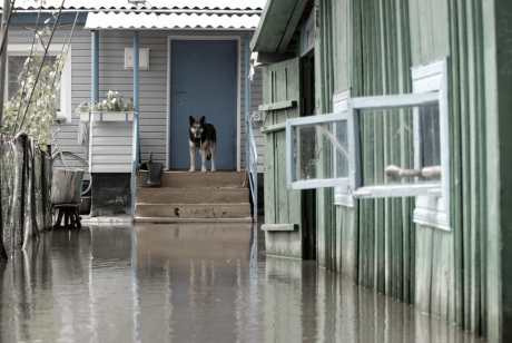 dog stuck on porch during the flood