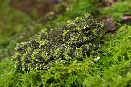 Frog camouflaged as moss